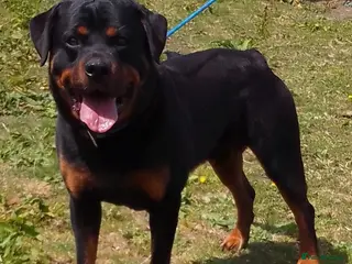 Rottweiler dogs KC REGISTERED ROTTWEILER in Worcester - Advert 9