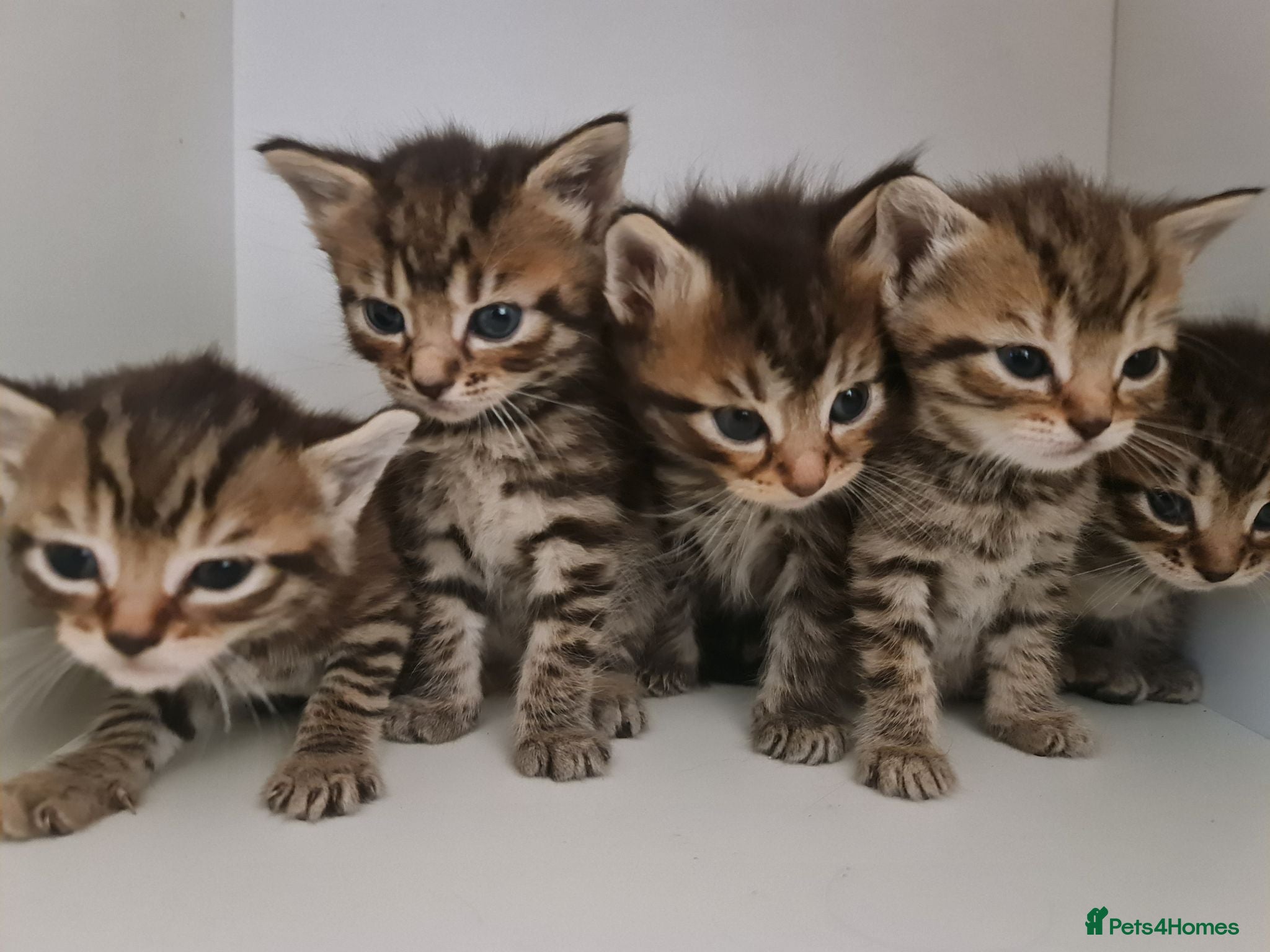 Mixed Breed cats 5 kittens for sale  - Advert 2