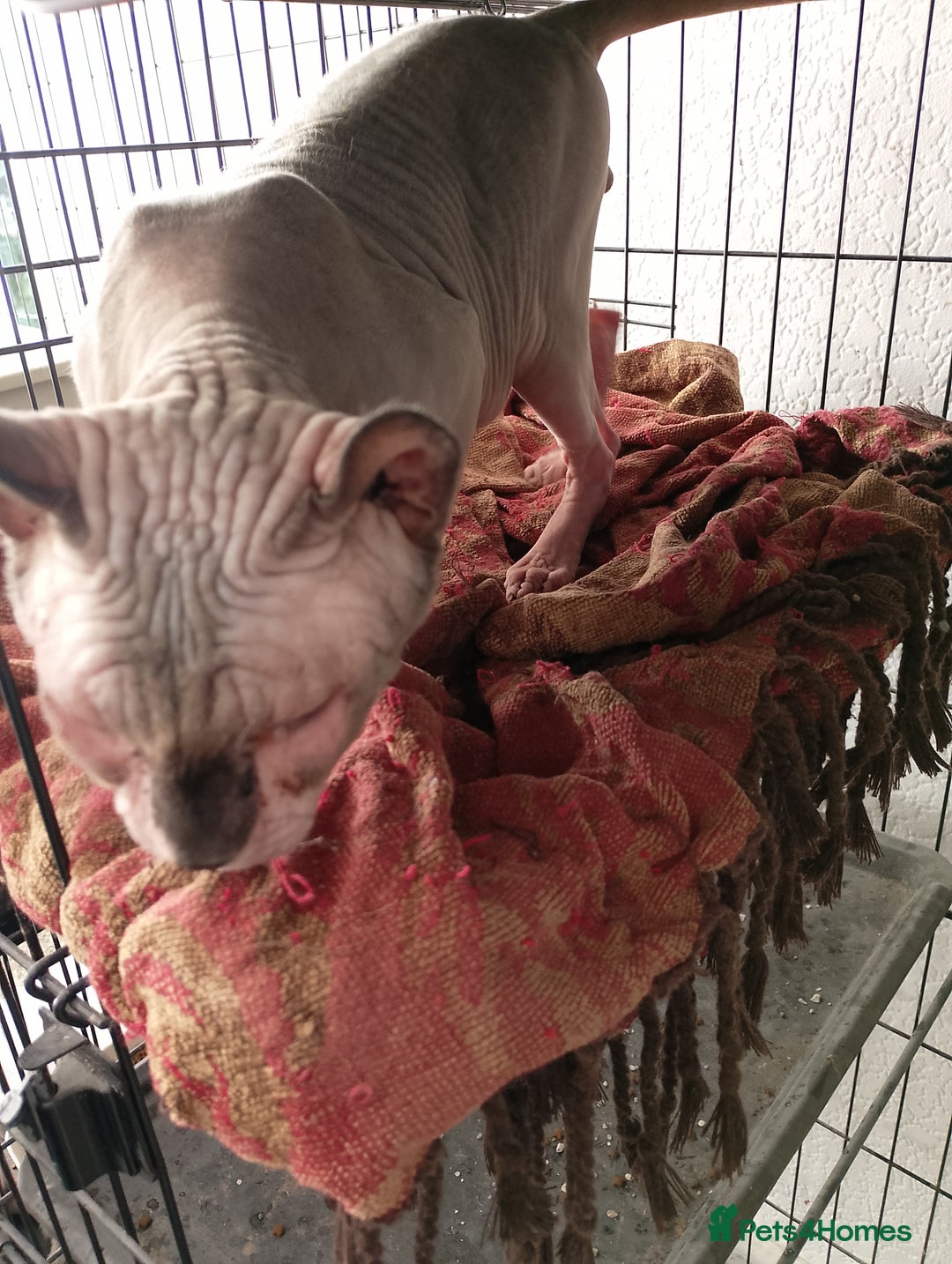 Sphynx cats for sale: 8 month old sphynx for sale - Advert 2