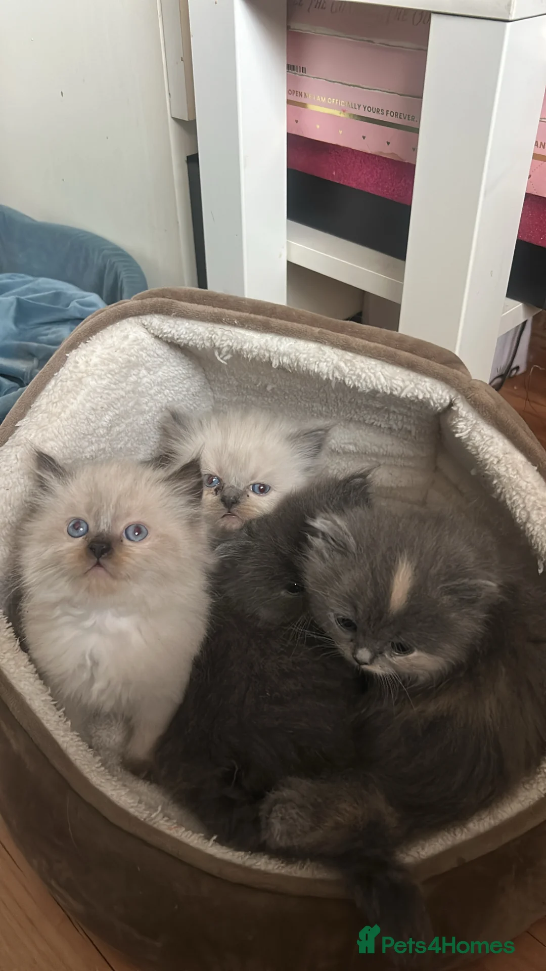 Persian cats for sale: Beautiful flat face  Persian x ragdoll kittens  in Glasgow - Advert 17