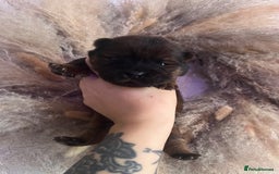 Chow Chow dogs for sale: Chow chow pups - Image 1