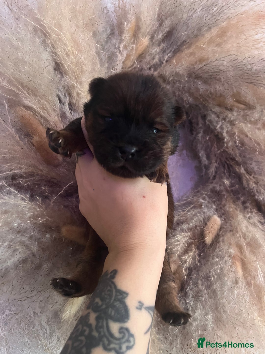 Chow Chow dogs for sale: Chow chow pups - Image 1