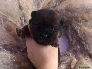 Chow Chow dogs - Advert 4