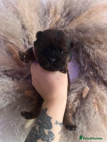 Chow Chow dogs - Advert 4