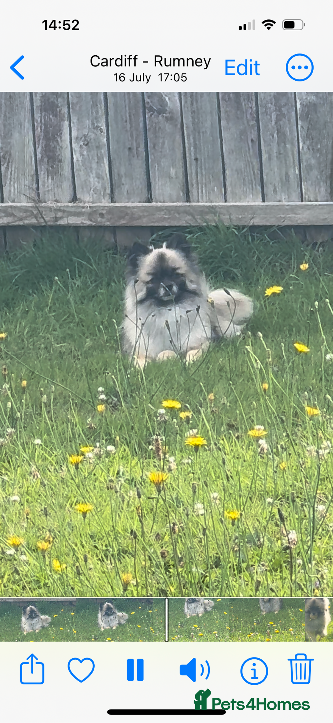 Pomeranian dogs for stud: 2kg, KC Registered, Proven, Pomeranian  in Cardiff - Advert 18