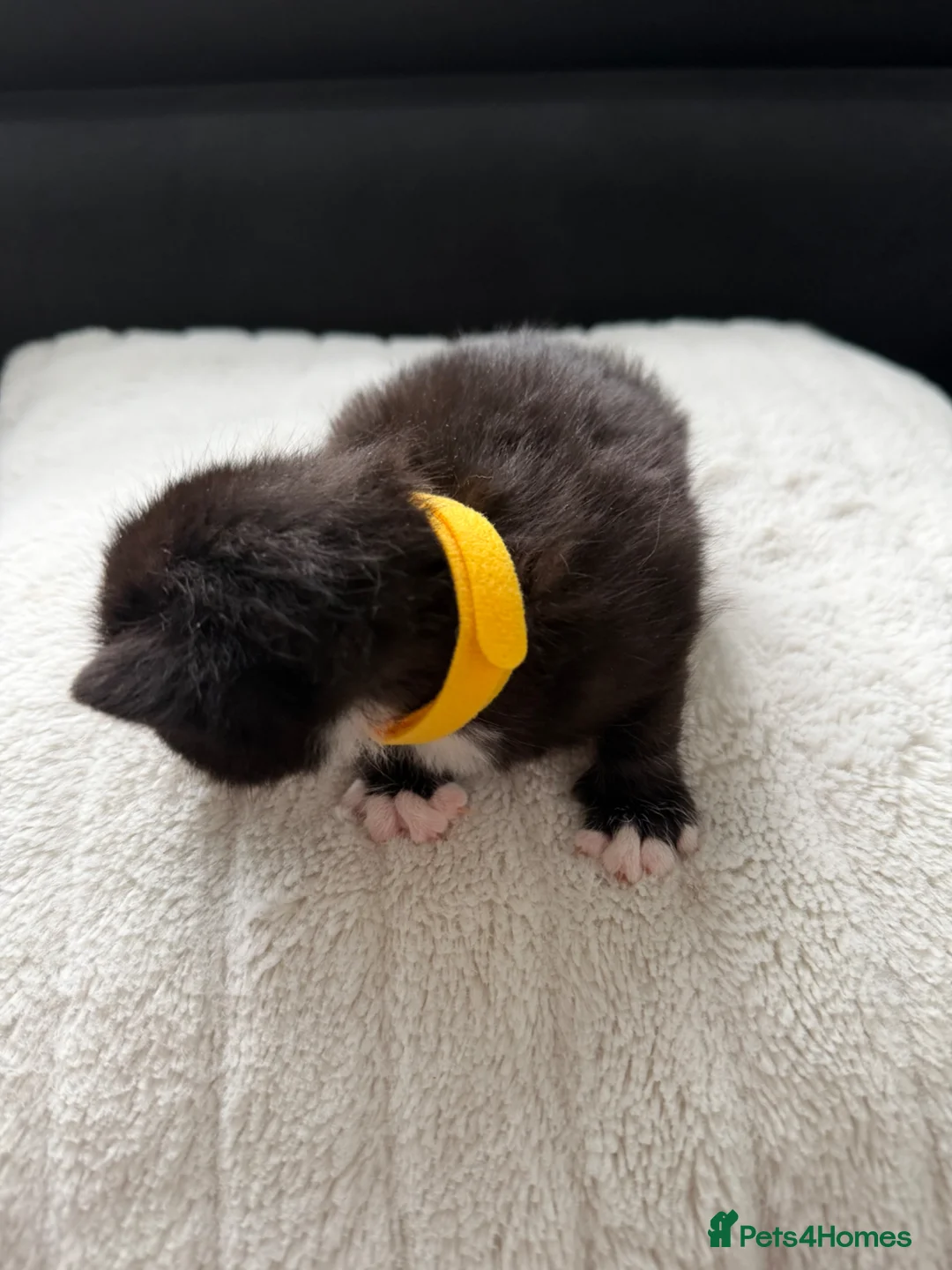 Mixed Breed cats for sale: Adorable Medium Haired Black & White Kittens in Huntingdon - Advert 2