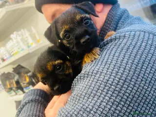 Border Terrier dogs Border Terrier puppies - Advert 14
