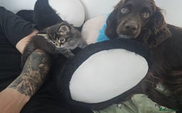 Maine Coon cats for sale: 2 stunning 3/4 Maine Coon boys - Image 5