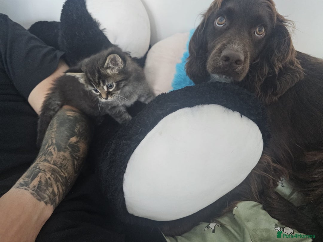Maine Coon cats for sale: 2 stunning 3/4 Maine Coon boys - Image 5