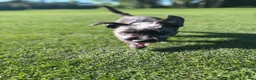 Mixed Breed dogs for sale: Jack Russel terrier  in Derby - Advert 6