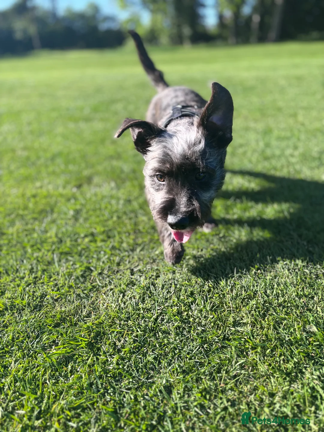 Mixed Breed dogs for sale: Jack Russel terrier  in Derby - Advert 6