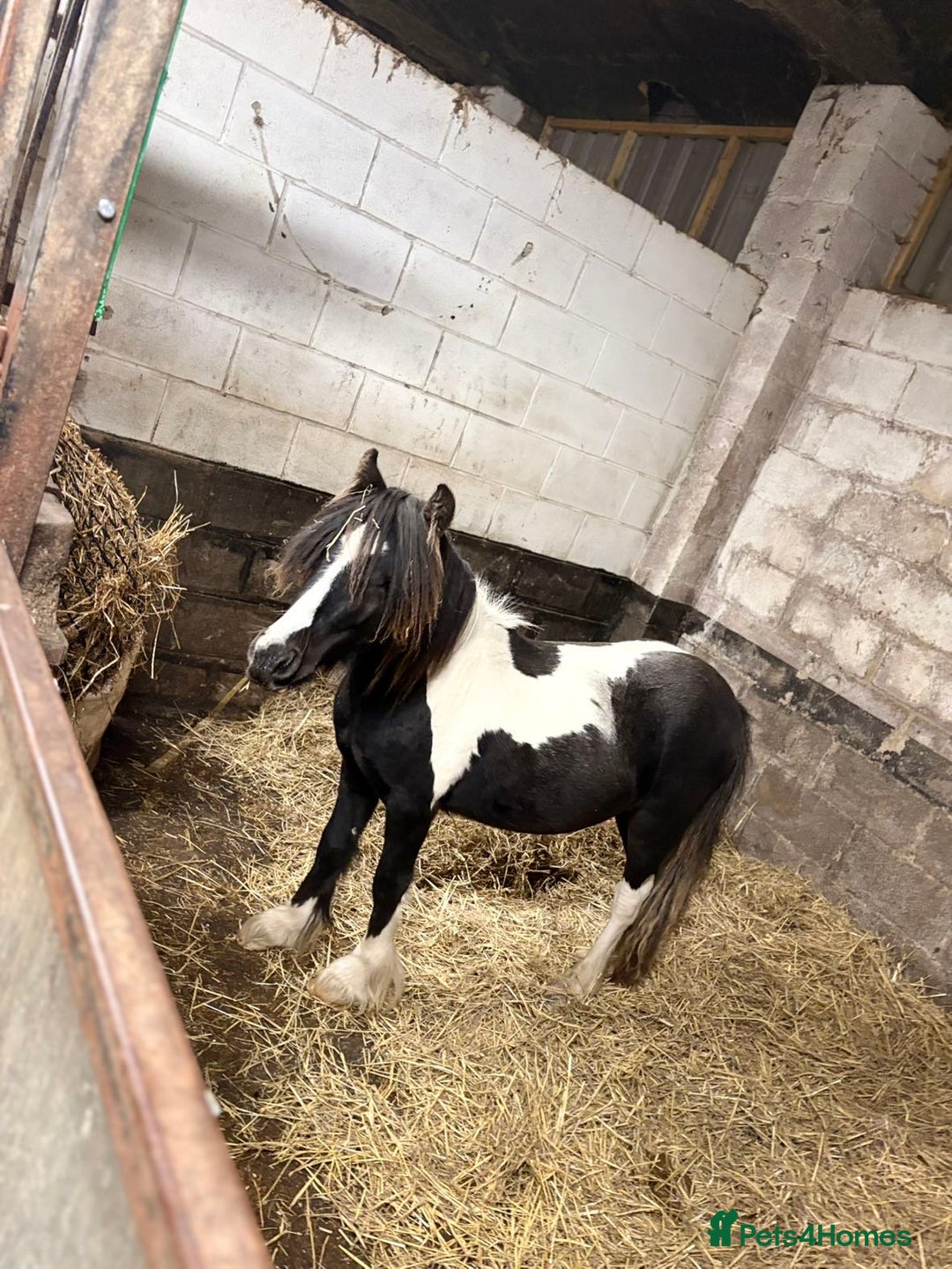 Irish Cob horses for sale: Randy  - Image 2