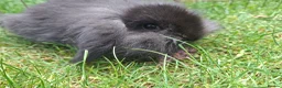 Mini Lion Lop rabbits for sale: Beautiful  baby  rabbits   - Advert 4
