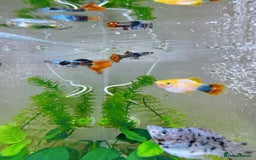 Platies fish for sale: Small platys and Guppys for sale £1 each-Fish only in Bromley - Image 17