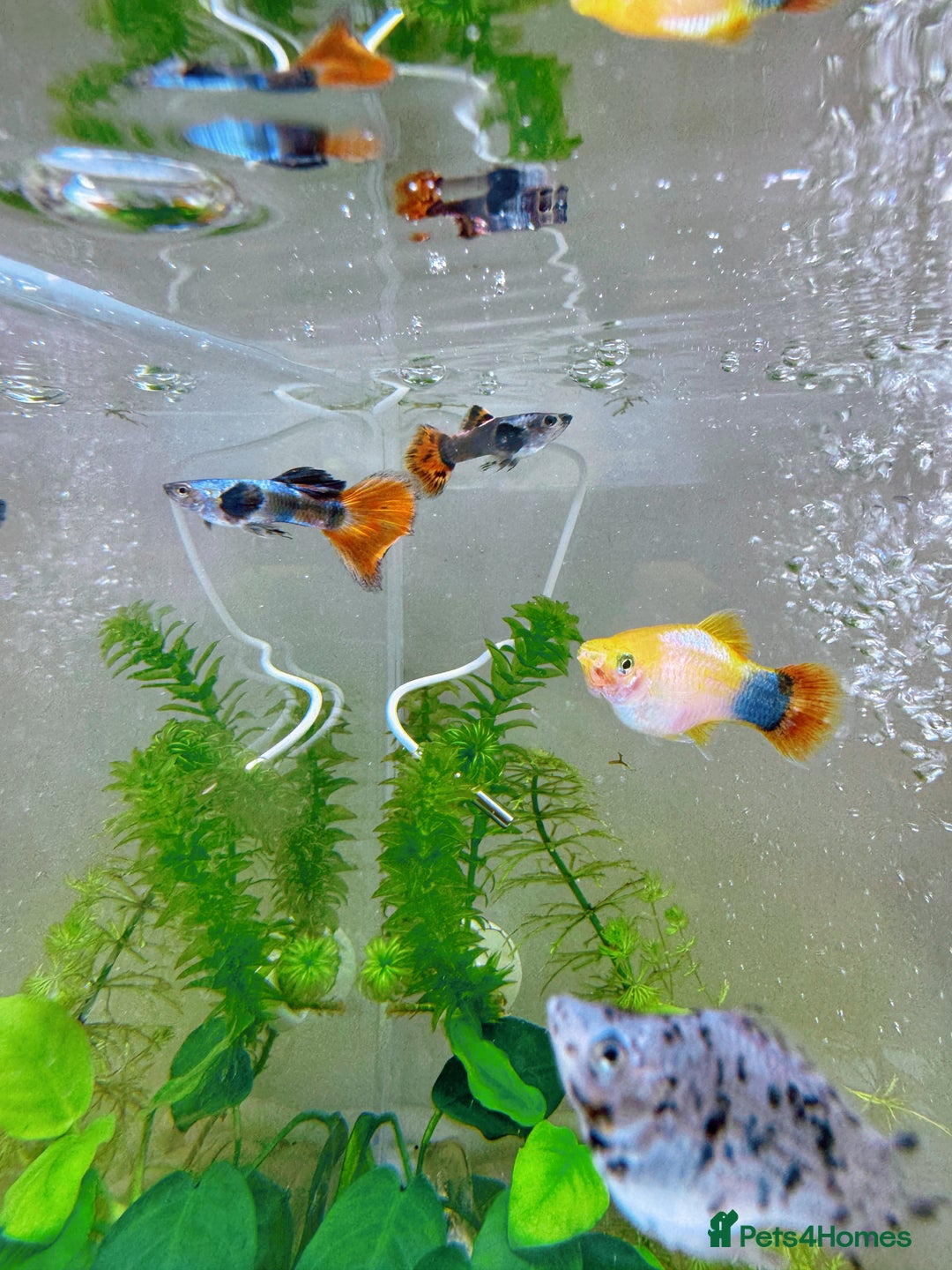 Platies fish for sale: Small platys and Guppys for sale £1 each-Fish only in Bromley - Image 17