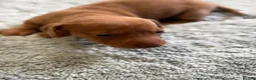 Miniature Dachshund dogs for sale: Miniature Dachshund puppies stunning  in Luton - Advert 12