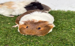 Guinea Pig rodents for sale: Female baby guinea pigs  - Image 14