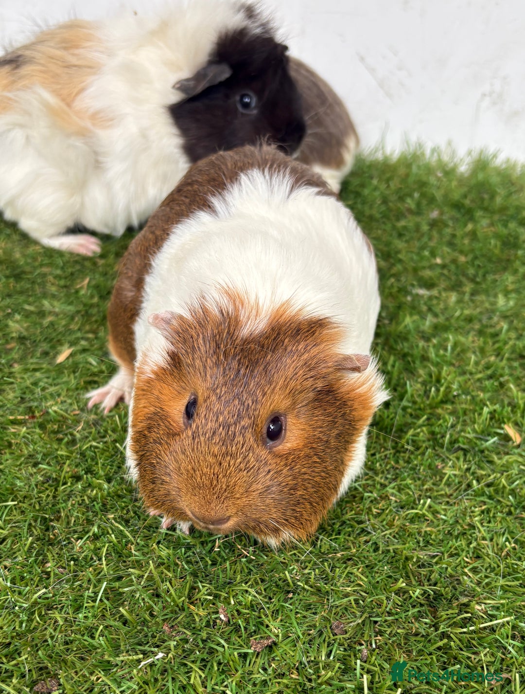 Guinea Pig rodents for sale: Female baby guinea pigs  - Image 14