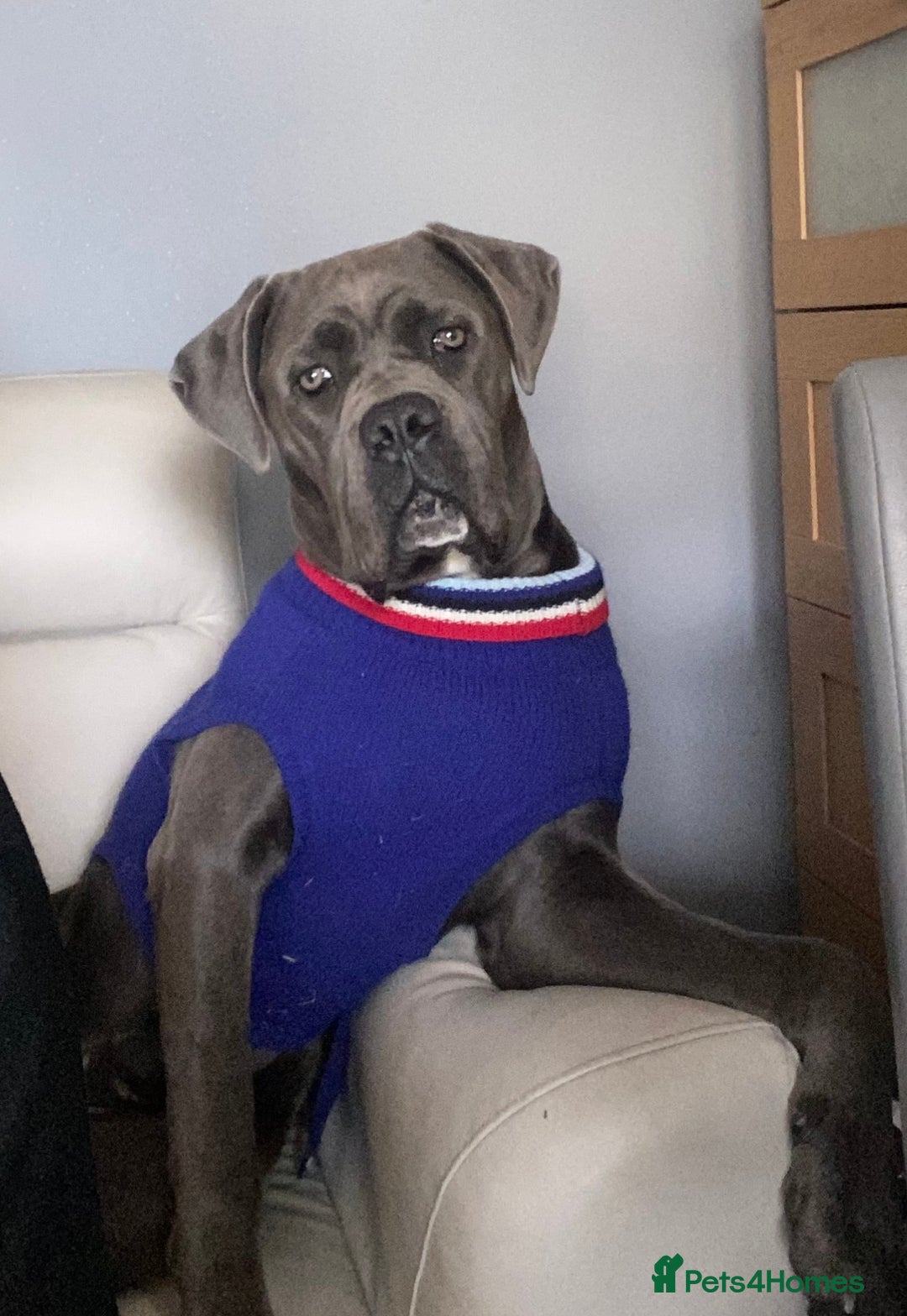 Cane Corso dogs for sale: CANE CORSO CHAMPION BLOOD LINE VERY GOOD STOCK - Advert 10