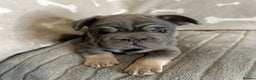 French Bulldog dogs for sale: ✨Two Gorgeous French Bulldog Boys ✨ - Advert 12