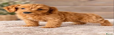 Cockapoo 2