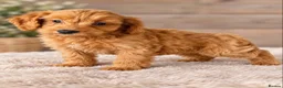 Cockapoo dogs for sale: STUNNING COCKAPOO PUPPIES - Advert 6