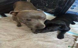 Staffordshire Bull Terrier dogs for sale: 8 Staffordshire Bull Terriers  - Image 36