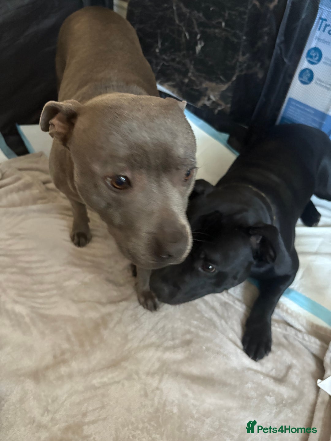 Staffordshire Bull Terrier dogs for sale: 8 Staffordshire Bull Terriers  - Image 36