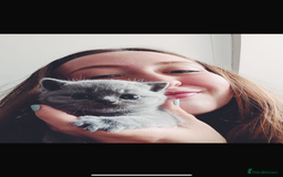 British Shorthair cats for sale: Beautiful, show quality lilac and blue BSH - Image 7