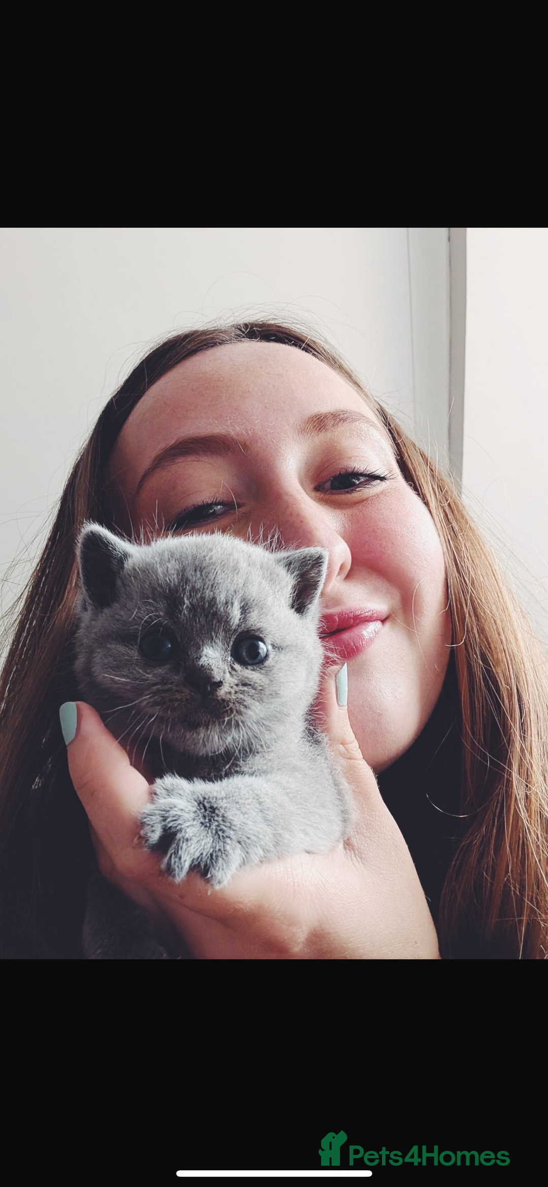 British Shorthair cats for sale: Beautiful, show quality lilac and blue BSH - Image 7