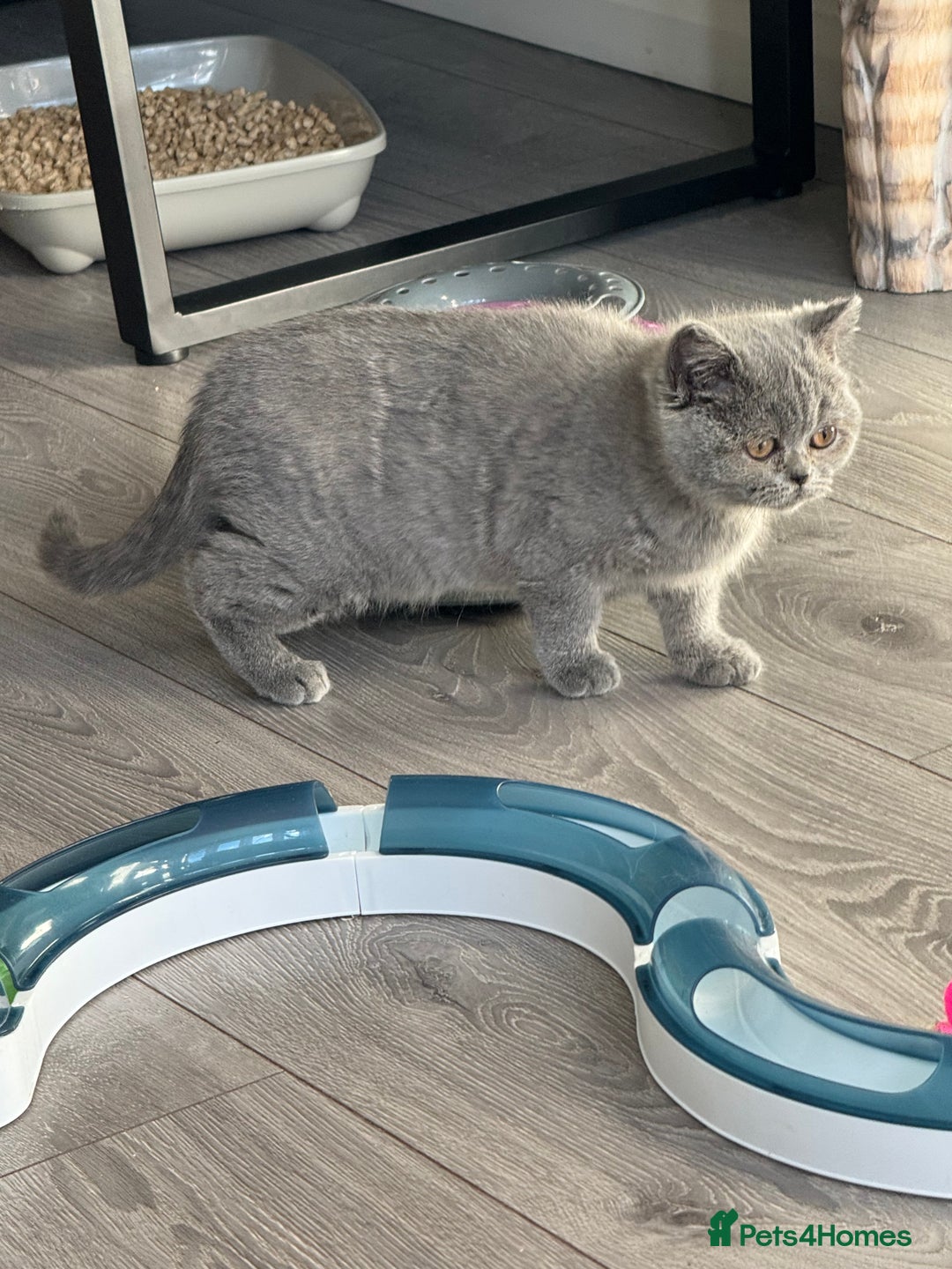 British Shorthair cats for sale: 1 left - Scottish Straight Blue Kittens  - Advert 6