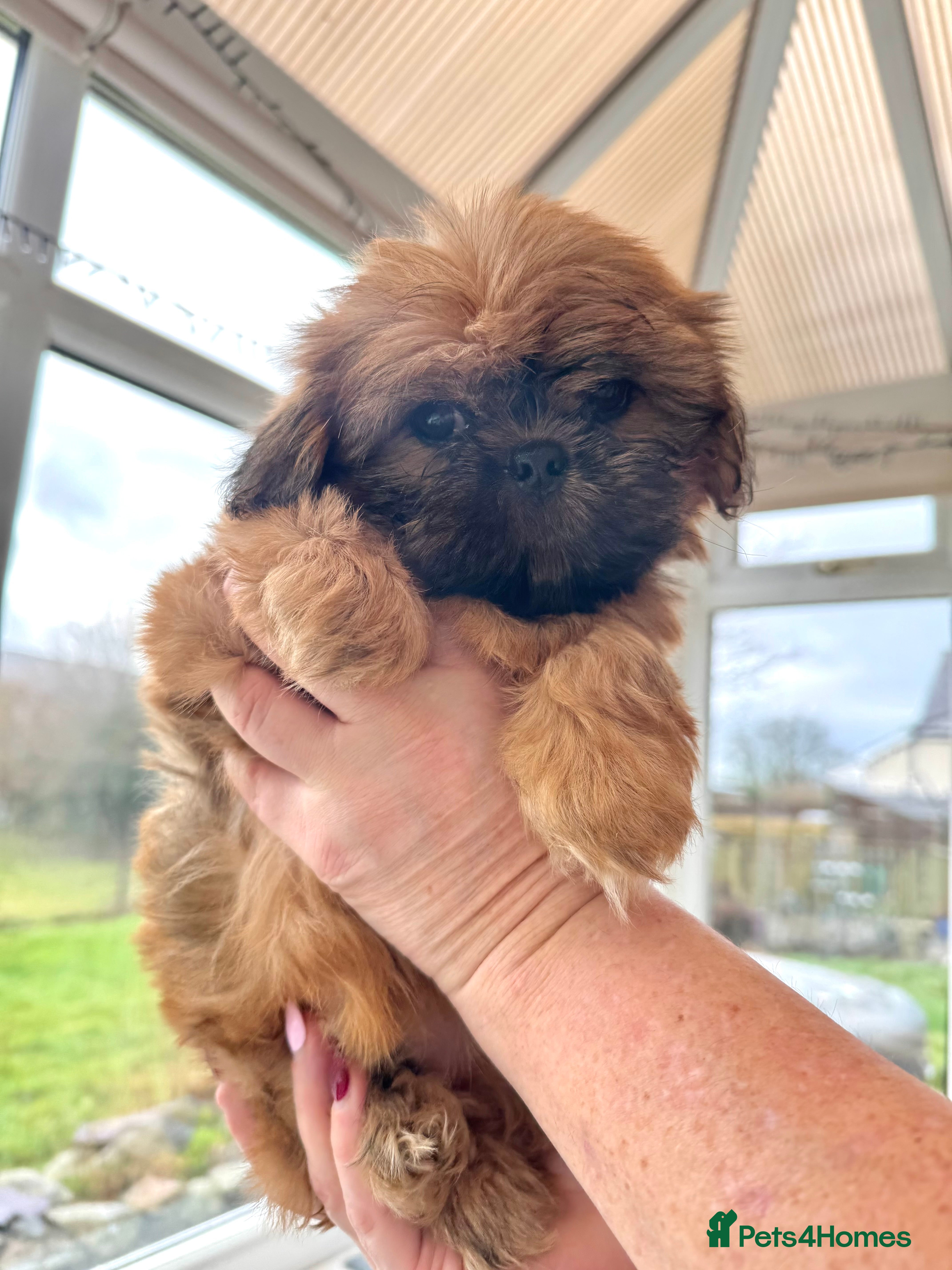 Shih Tzu dogs 1 male kc reg Shih-Tzu - Advert 2