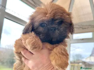 Shih Tzu dogs 1 male kc reg Shih-Tzu - Advert 3