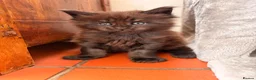 Maine Coon cats for sale: Maine coon babies ready to reserve  - Advert 8