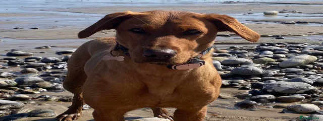 Roxy