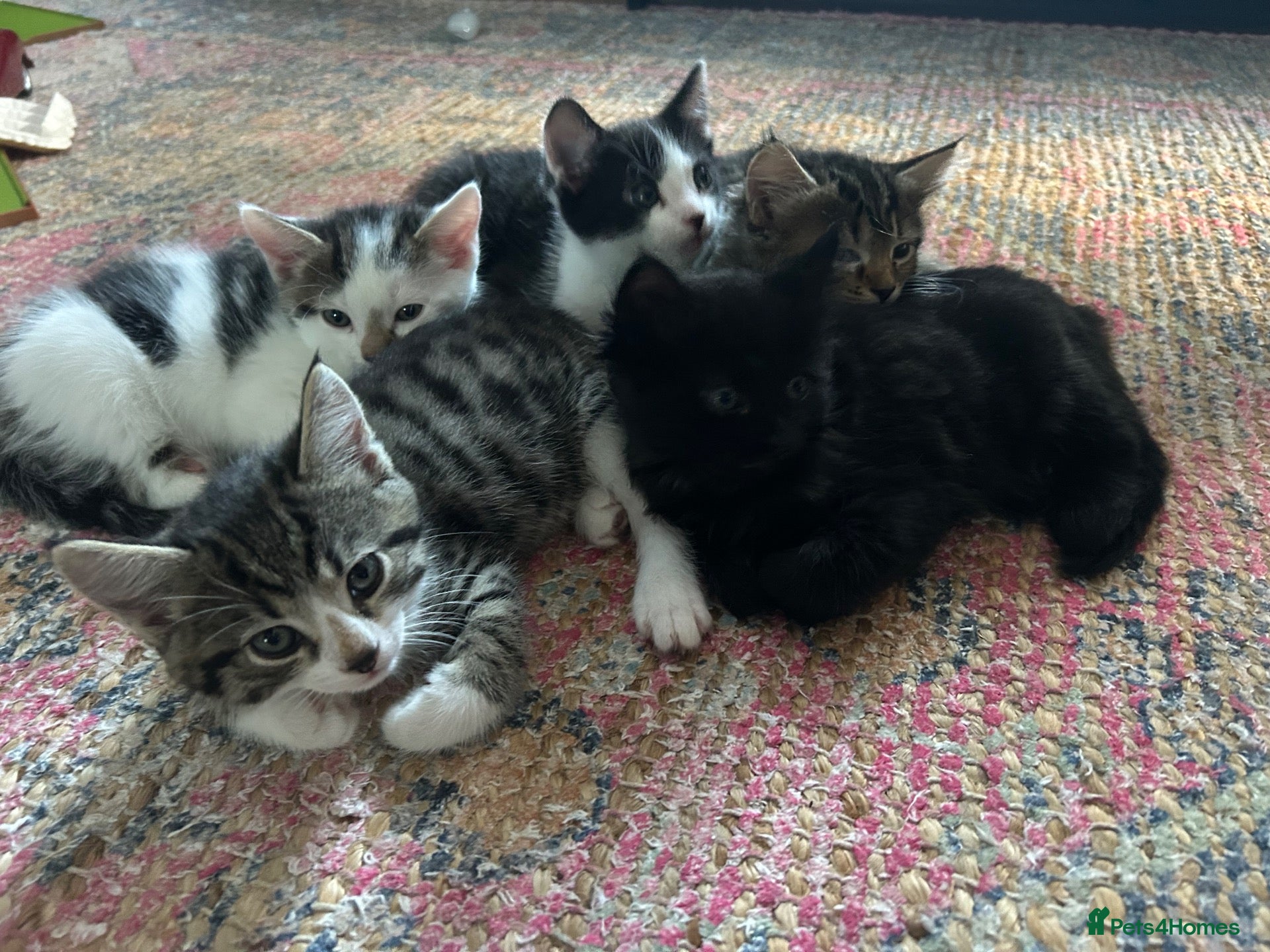 Mixed Breed cats Mixed breed kittens  - Advert 17