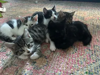 Mixed Breed cats Mixed breed kittens - Advert 1