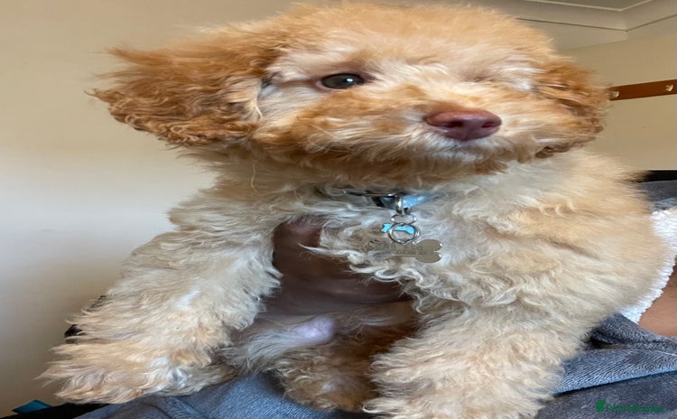 Miniature Poodle dogs - Advert 14
