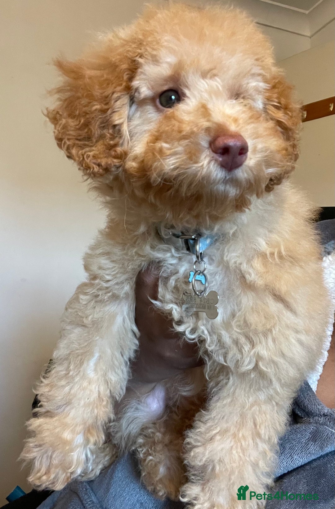 Miniature Poodle dogs for sale: Apricot miniature poodle  - Image 1