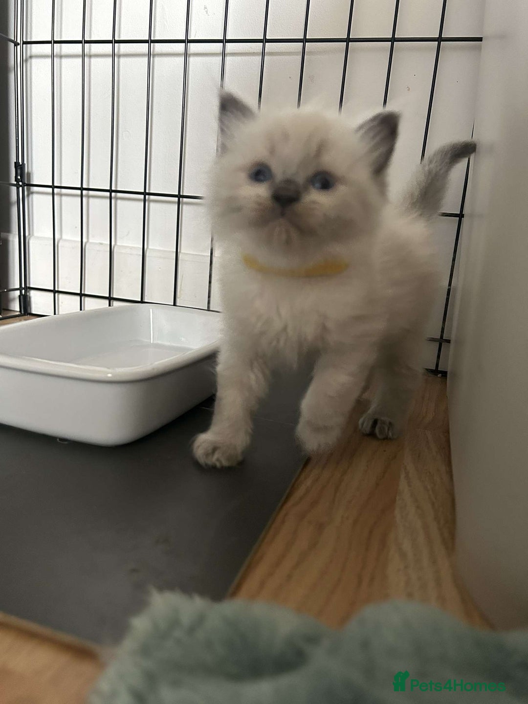 Ragdoll cats for sale: Pure ragdolls  - Image 5