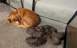 Cocker Spaniel dogs for sale: Chocolate/Chocolate Tan working cocker pups - Advert 7