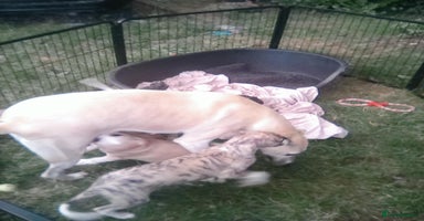 Whippet dogs - Advert 14