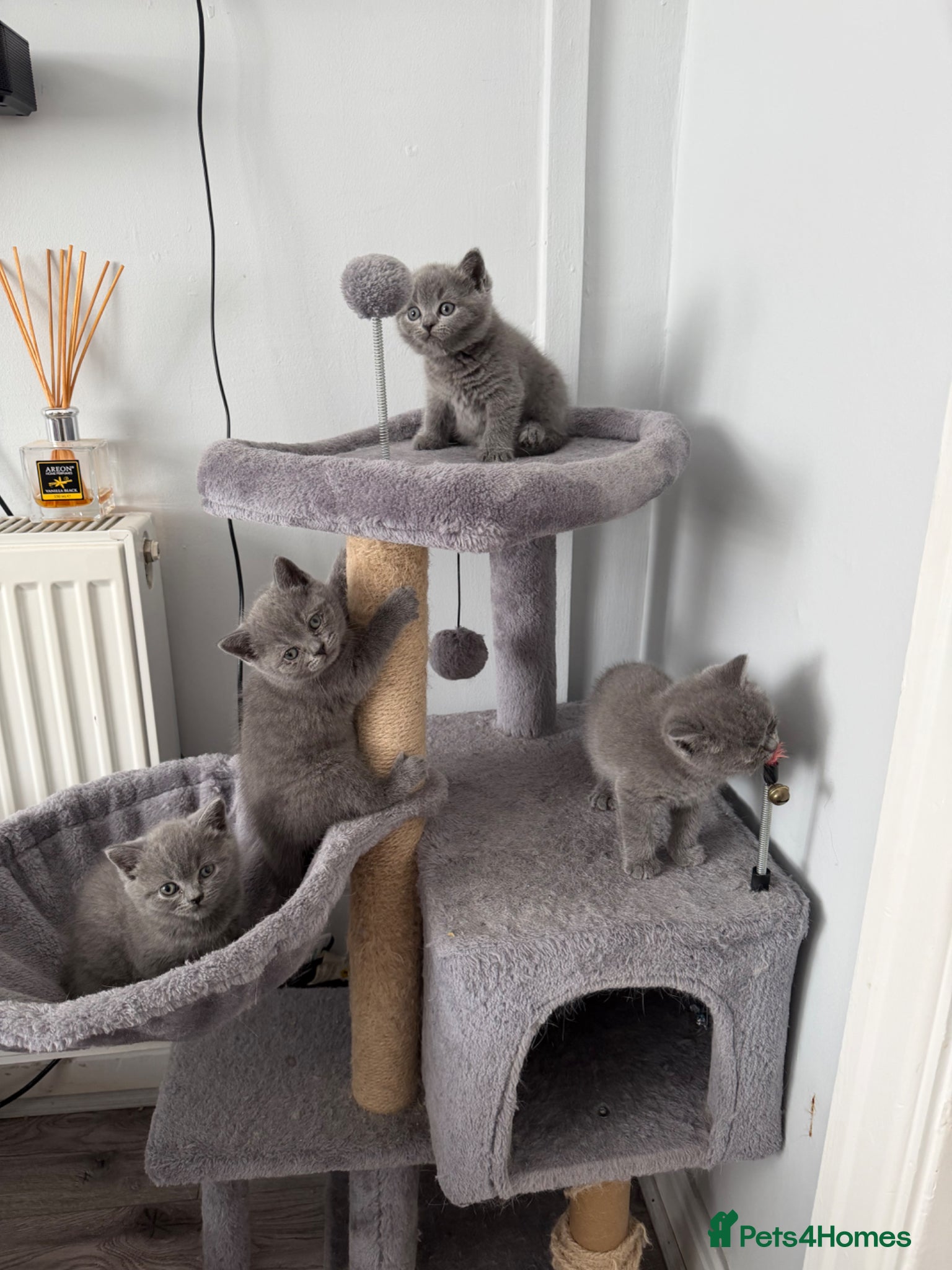 British Shorthair cats British shorthair kittens  - Advert 1