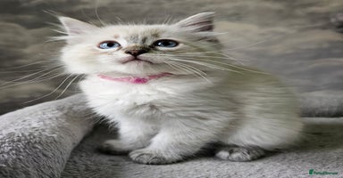 Ragdoll cats - Advert 3