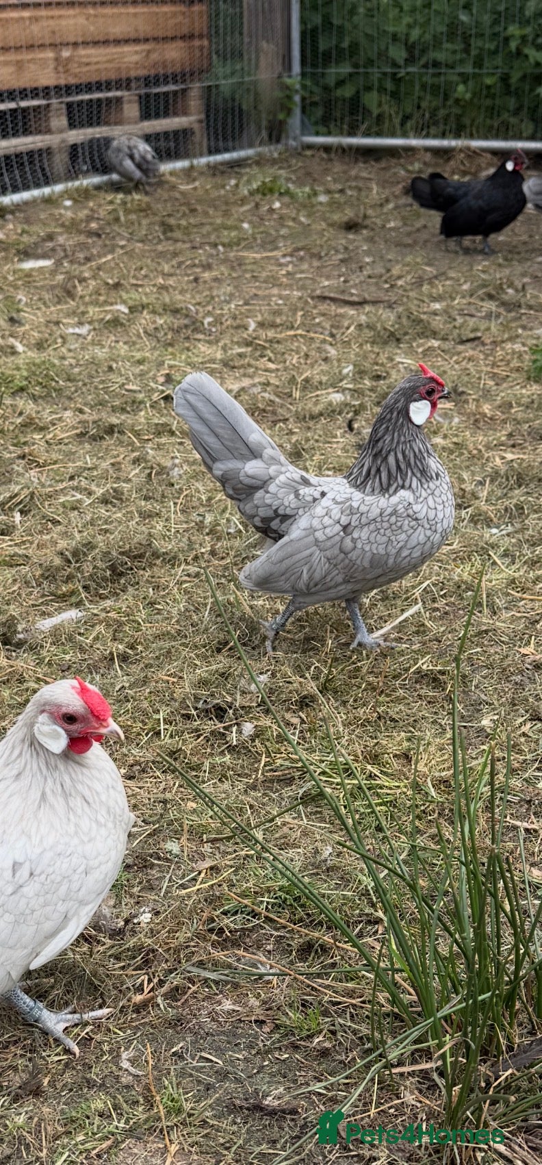 Chickens poultry Exhibition Rosecomb bantams - Advert 2