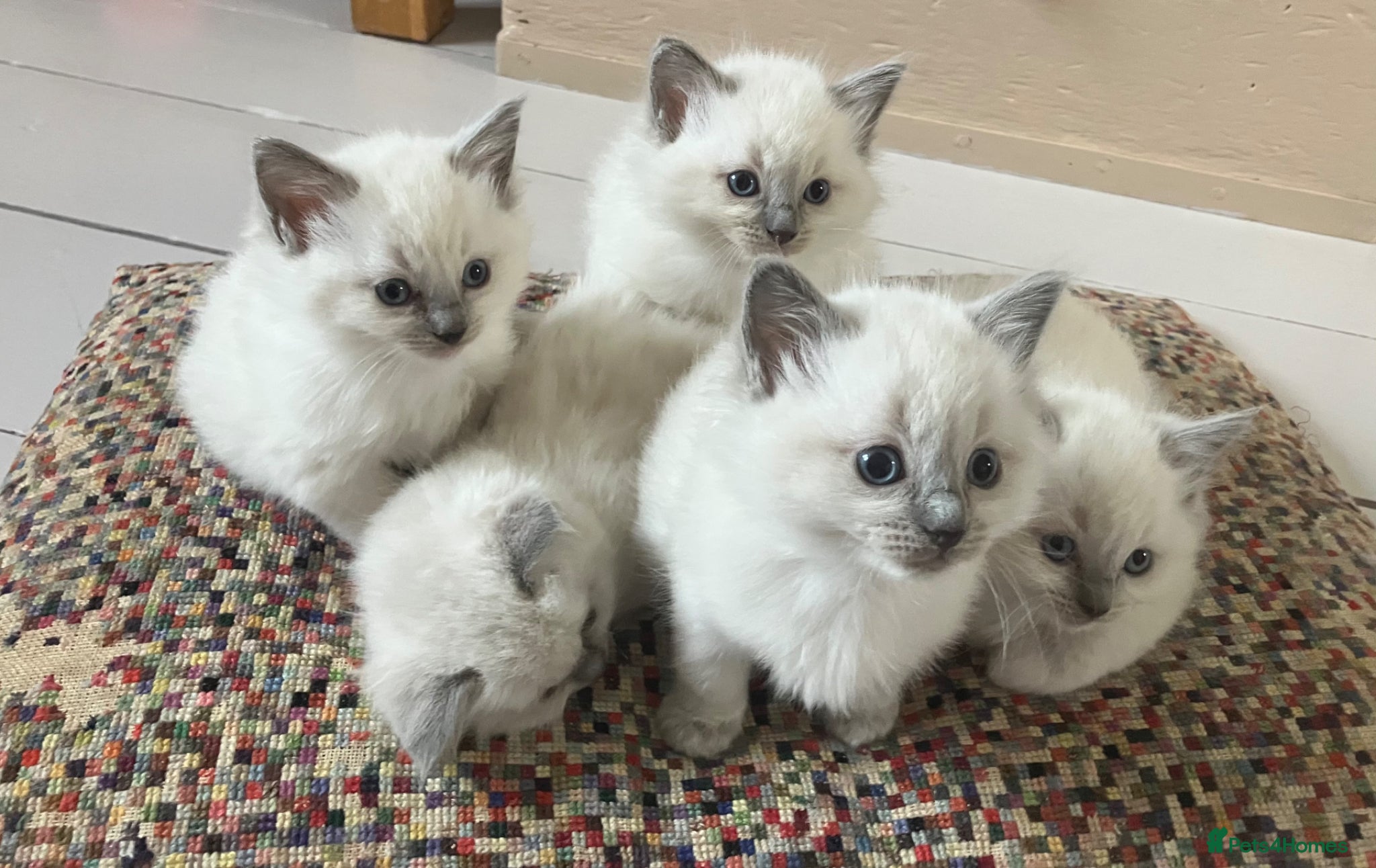 Ragdoll cats for sale: Beautiful blue pure ragdoll kittens - Advert 14