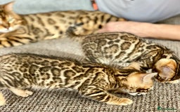 Bengal cats for sale: Top quality pure Bengal kittens available now - Image 16