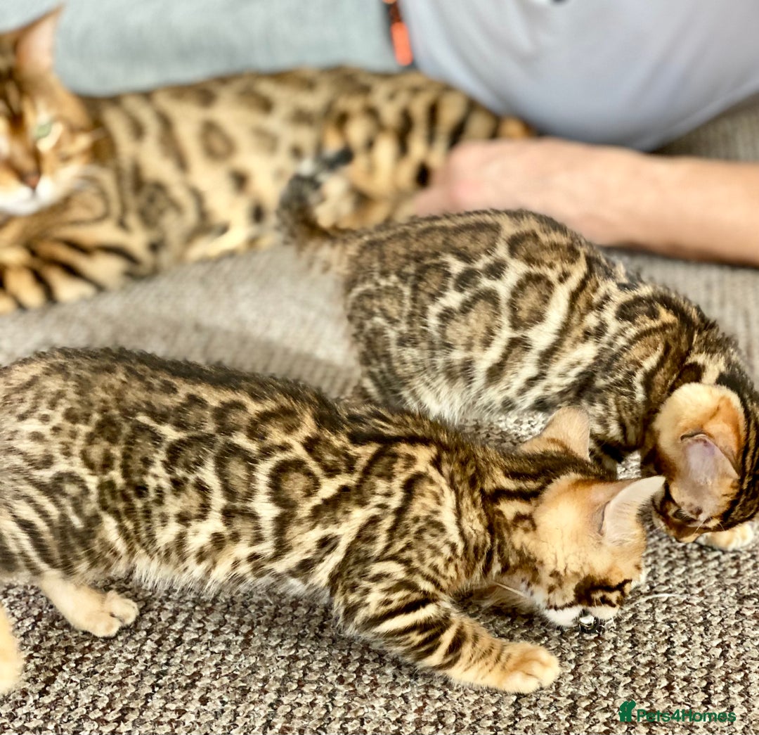 Bengal cats for sale: Top quality pure Bengal kittens available now - Image 16