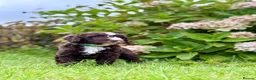 Spanish Water Dog dogs for sale: KC Spanish Water Dog Pups-Coastal Raised with ENS  - Advert 10