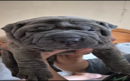 Mixed Breed dogs for sale: Cane corso x shar pei  - Image 7